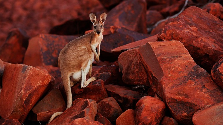 A wallaby looks on while standing on iron ore rocks close to the Dampier port