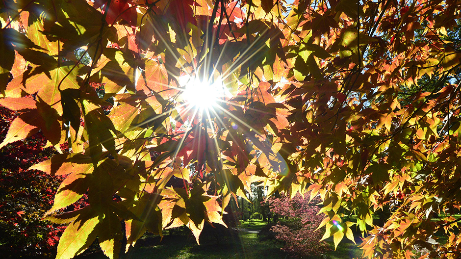 Autumn leaves and sunshine